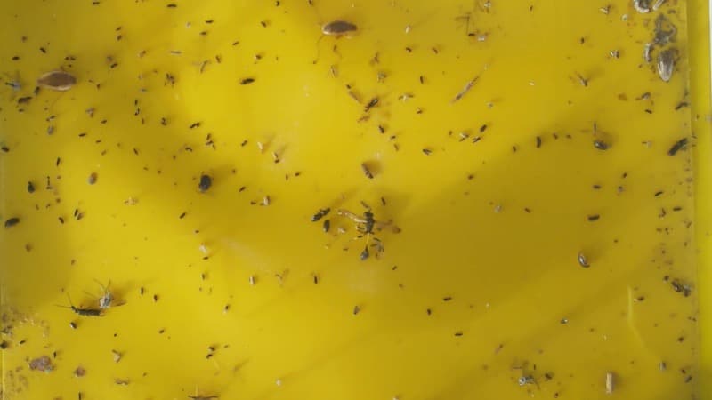 test input admin untuk foto dan file animal